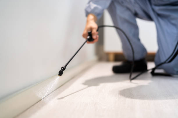 Licensed Ant Control service in Bridgeport, AL - Show Me Pest Control